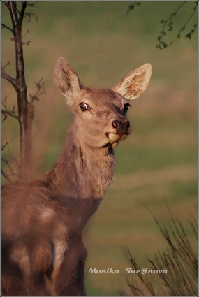 <p>JELEN LESNÍ (Cervus elaphus) Šluknovsko - Valdek /Red deer - Rothirsch/</p>